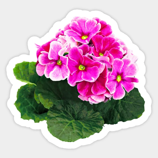 Pink Geranium Cluster Sticker by SusanSavad